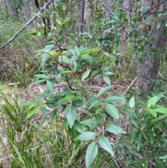 Polyscias sambucifolia subsp. Long leaflets (P.G.Neish 208) Vic. Herbarium at Barrington Tops National Park - 18 Dec 2023