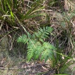 Pteridium esculentum (Bracken) at Gloucester Tops, NSW - 18 Dec 2023 by Tapirlord