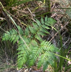 Pteridium esculentum at Barrington Tops National Park - 18 Dec 2023