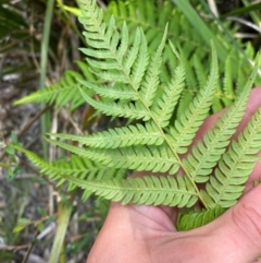 Cyathea australis subsp. australis (Rough Tree Fern) at Gloucester Tops, NSW - 18 Dec 2023 by Tapirlord