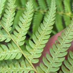 Cyathea australis subsp. australis at Barrington Tops National Park - suppressed