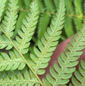 Cyathea australis subsp. australis at Barrington Tops National Park - 18 Dec 2023