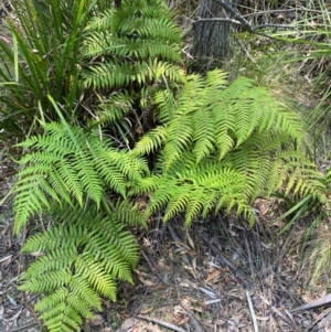 Cyathea australis subsp. australis at Barrington Tops National Park - 18 Dec 2023