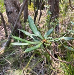 Banksia integrifolia subsp. compar at Gloucester Tops, NSW - 18 Dec 2023 by Tapirlord