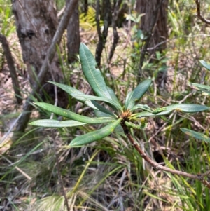 Banksia integrifolia subsp. compar at Barrington Tops National Park - 18 Dec 2023