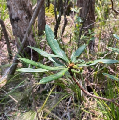 Banksia integrifolia subsp. compar at Gloucester Tops, NSW - 18 Dec 2023 by Tapirlord