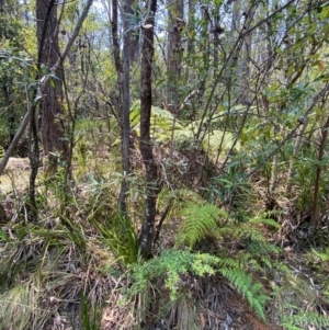 Banksia integrifolia subsp. compar at Barrington Tops National Park - 18 Dec 2023 12:08 PM