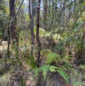 Banksia integrifolia subsp. compar at Barrington Tops National Park - 18 Dec 2023