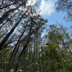 Banksia integrifolia subsp. compar at Barrington Tops National Park - 18 Dec 2023