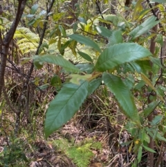 Callicoma serratifolia (Black Wattle, Butterwood, Tdgerruing) at Gloucester Tops, NSW - 18 Dec 2023 by Tapirlord