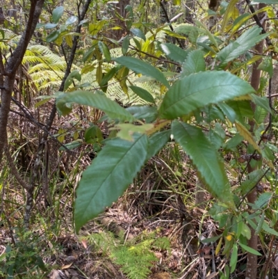 Callicoma serratifolia (Black Wattle, Butterwood, Tdgerruing) at Gloucester Tops, NSW - 18 Dec 2023 by Tapirlord