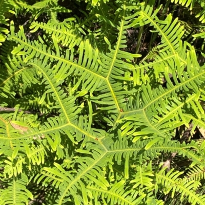 Sticherus lobatus (Spreading Fan Fern) at Barrington Tops National Park - 18 Dec 2023 by Tapirlord