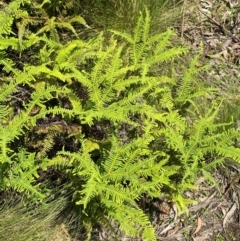 Sticherus lobatus at Barrington Tops National Park - suppressed