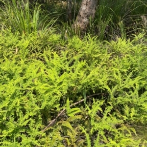 Sticherus lobatus at Barrington Tops National Park - suppressed