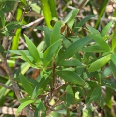 Leucopogon affinis (Lance Beard-heath) at Gloucester Tops, NSW - 18 Dec 2023 by Tapirlord