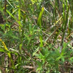 Leucopogon affinis at Barrington Tops National Park - 18 Dec 2023