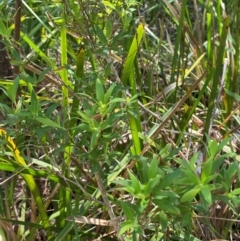 Leucopogon affinis at Barrington Tops National Park - 18 Dec 2023 12:06 PM