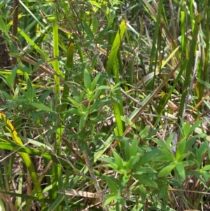 Leucopogon affinis at Barrington Tops National Park - 18 Dec 2023 12:06 PM