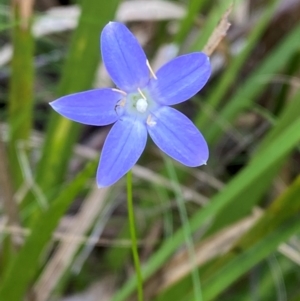 Wahlenbergia rupicola at Barrington Tops National Park - 18 Dec 2023