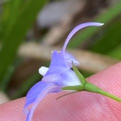 Wahlenbergia rupicola at Barrington Tops National Park - 18 Dec 2023