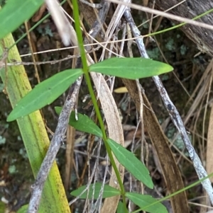 Wahlenbergia rupicola at Barrington Tops National Park - 18 Dec 2023