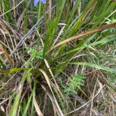 Wahlenbergia rupicola at Barrington Tops National Park - 18 Dec 2023