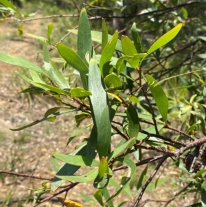 Hakea salicifolia subsp. salicifolia at Barrington Tops National Park - 18 Dec 2023