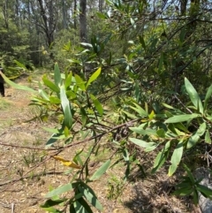 Hakea salicifolia subsp. salicifolia at Barrington Tops National Park - 18 Dec 2023