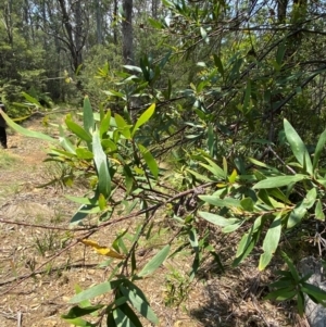 Hakea salicifolia subsp. salicifolia at Barrington Tops National Park - 18 Dec 2023 12:05 PM