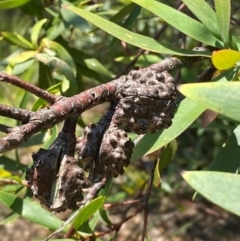 Hakea salicifolia subsp. salicifolia at Barrington Tops National Park - 18 Dec 2023