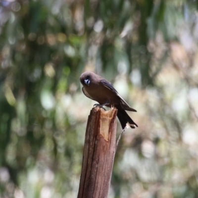 Artamus cyanopterus (Dusky Woodswallow) at Tidbinbilla Nature Reserve - 29 Jan 2024 by RodDeb