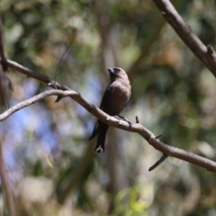 Artamus cyanopterus at Tidbinbilla Nature Reserve - 29 Jan 2024