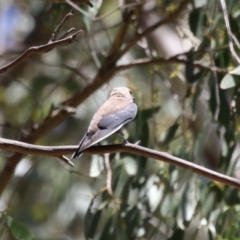 Artamus cyanopterus cyanopterus at Tidbinbilla Nature Reserve - 29 Jan 2024