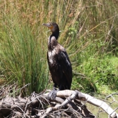 Phalacrocorax carbo (Great Cormorant) at Tidbinbilla Nature Reserve - 29 Jan 2024 by RodDeb