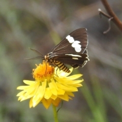 Nyctemera amicus (Senecio Moth, Magpie Moth, Cineraria Moth) at McQuoids Hill - 30 Jan 2024 by HelenCross
