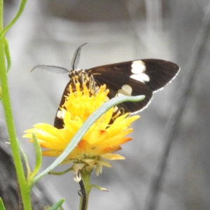 Nyctemera amicus at McQuoids Hill NR (MCQ) - 30 Jan 2024 11:59 AM