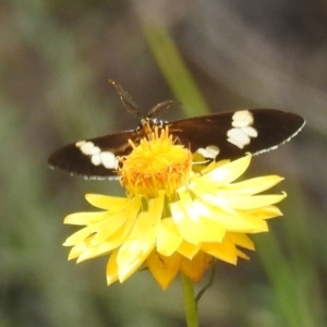 Nyctemera amicus at McQuoids Hill NR (MCQ) - 30 Jan 2024 11:59 AM