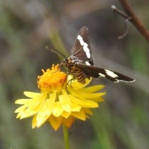 Nyctemera amicus at McQuoids Hill NR (MCQ) - 30 Jan 2024 11:59 AM