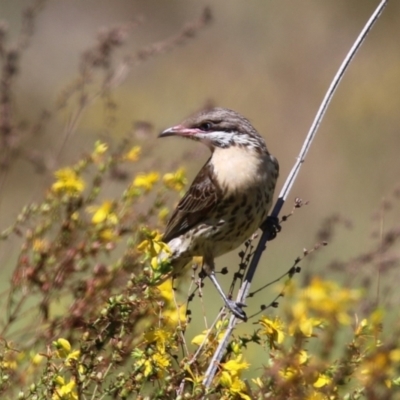 Acanthagenys rufogularis (Spiny-cheeked Honeyeater) at Tidbinbilla Nature Reserve - 29 Jan 2024 by RodDeb