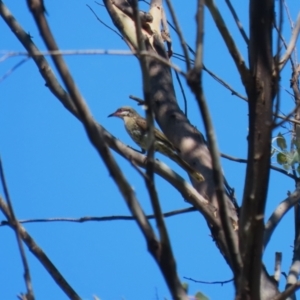 Acanthagenys rufogularis at Kambah, ACT - 29 Jan 2024 11:17 AM