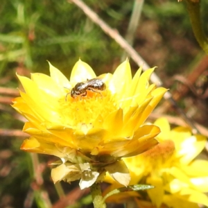 Lasioglossum (Chilalictus) sp. (genus & subgenus) at McQuoids Hill NR (MCQ) - 30 Jan 2024 12:07 PM