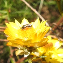 Lasioglossum (Chilalictus) sp. (genus & subgenus) (Halictid bee) at McQuoids Hill - 30 Jan 2024 by HelenCross