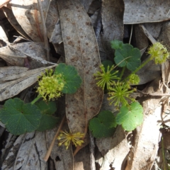 Hydrocotyle laxiflora (Stinking Pennywort) at Kambah, ACT - 30 Jan 2024 by HelenCross