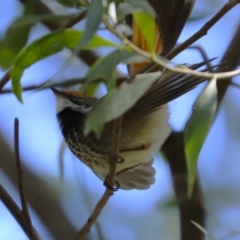 Rhipidura rufifrons (Rufous Fantail) at Paddys River, ACT - 29 Jan 2024 by RodDeb