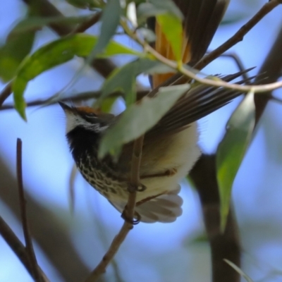 Rhipidura rufifrons (Rufous Fantail) at Tidbinbilla Nature Reserve - 29 Jan 2024 by RodDeb