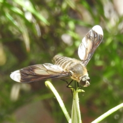 Comptosia quadripennis (a bee fly) at McQuoids Hill - 30 Jan 2024 by HelenCross