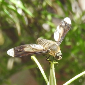 Comptosia quadripennis at McQuoids Hill NR (MCQ) - 30 Jan 2024