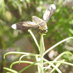 Comptosia quadripennis at McQuoids Hill NR (MCQ) - 30 Jan 2024 12:17 PM