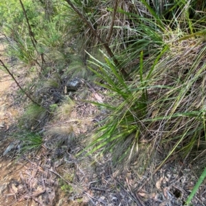 Lomandra longifolia at Barrington Tops National Park - 18 Dec 2023 12:06 PM