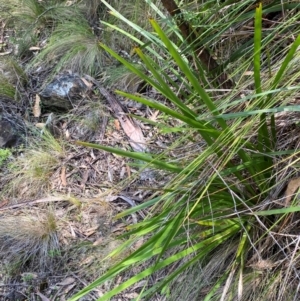 Lomandra longifolia at Barrington Tops National Park - 18 Dec 2023 12:06 PM